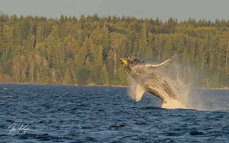 Campbell River: 6 Hour Zodiac Whale Watching Tour w/ Lunch - Hearing whales through the onboard hydrophone