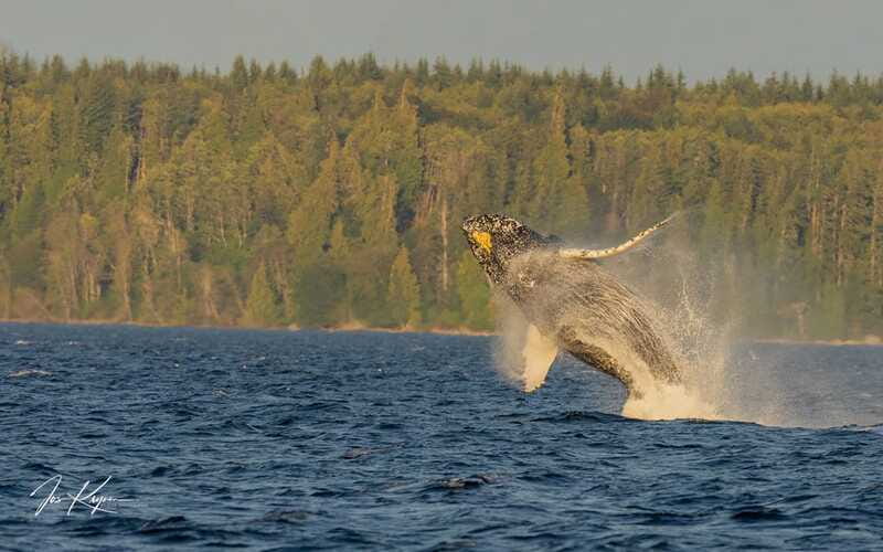 Campbell River: 6 Hour Zodiac Whale Watching Tour w/ Lunch - Lunch, drinks, and a practical stop at sea