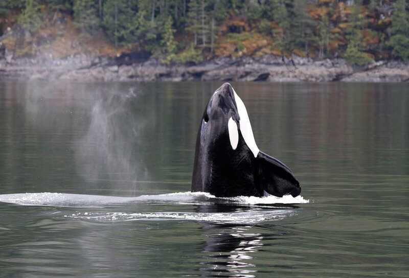 Campbell River: 6 Hour Zodiac Whale Watching Tour w/ Lunch - Who will enjoy this Zodiac tour most?