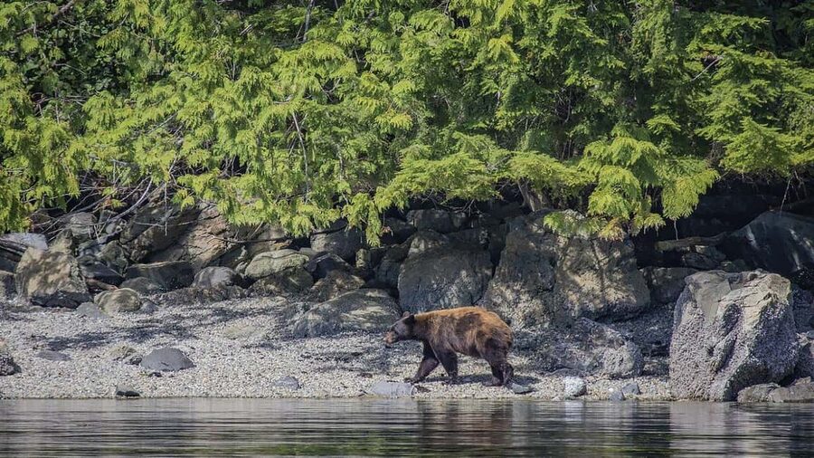 Campbell River: 7-Hour Big Animal Encounter Boat Tour - Seven hours among the Discovery Islands
