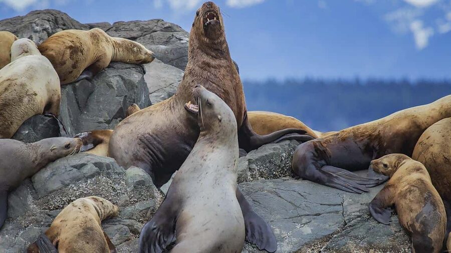 Campbell River: 7-Hour Big Animal Encounter Boat Tour - The hydrophone changes the whale experience