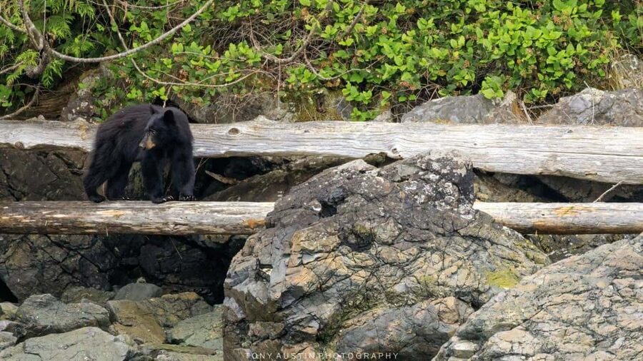 Campbell River: 7-Hour Big Animal Encounter Boat Tour - A boat designed for British Columbia weather