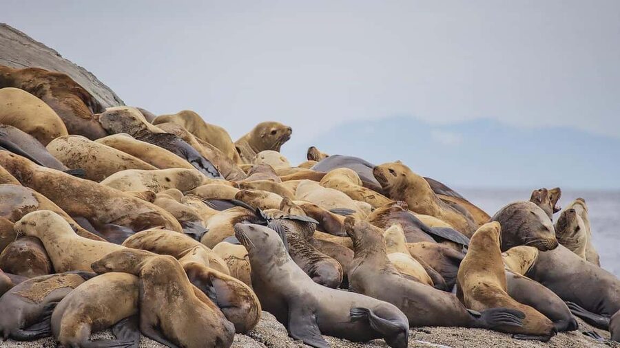 Campbell River: 7-Hour Big Animal Encounter Boat Tour - Lunch, snacks, and the real cost of $245