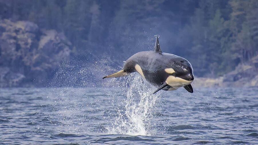 Campbell River: 7-Hour Big Animal Encounter Boat Tour - The whale guarantee, explained plainly