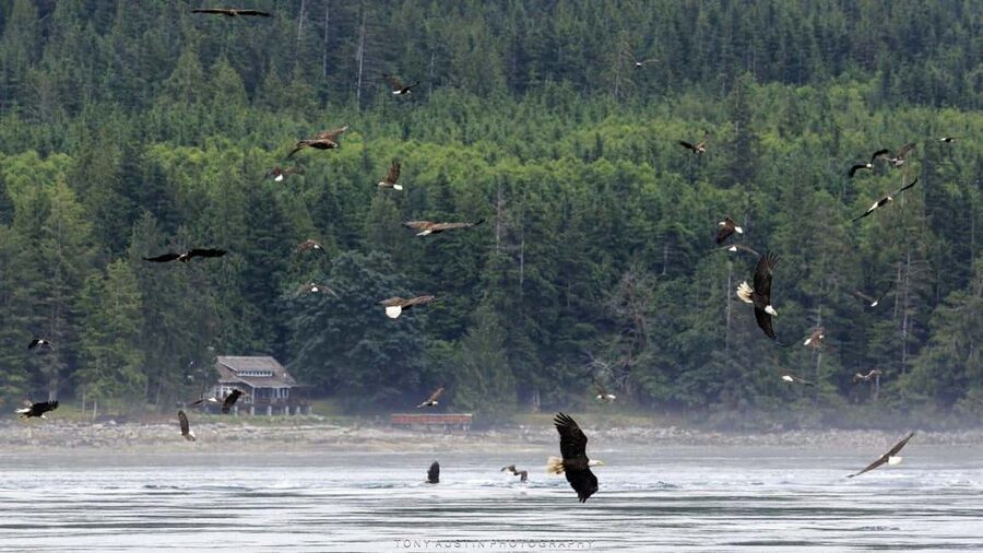 Campbell River: 7-Hour Big Animal Encounter Boat Tour - Is the Big Animal Encounter worth booking?