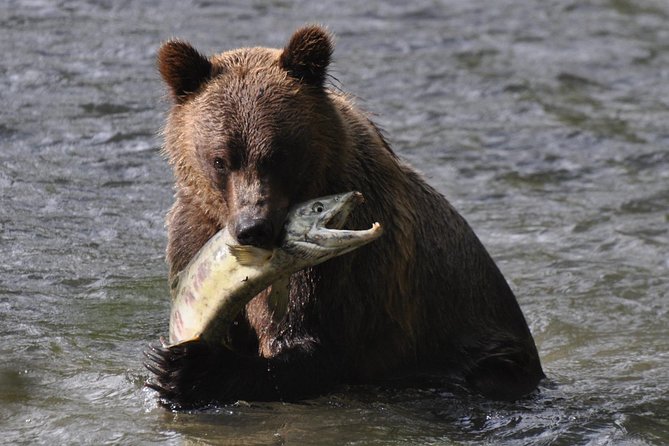 Campbell River: Bute Inlet Grizzly-Watching Tour & Boat Ride - Key points to know before booking