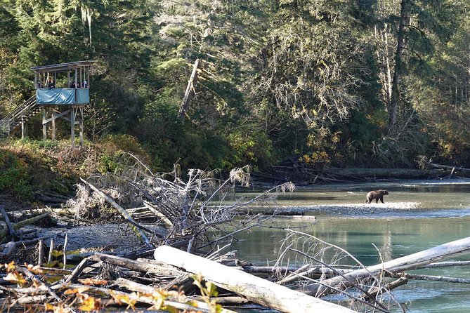 Campbell River: Bute Inlet Grizzly-Watching Tour & Boat Ride - Why the Bute Inlet trip is more than a bear sighting