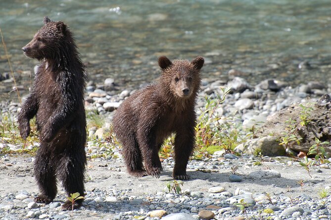 Campbell River: Bute Inlet Grizzly-Watching Tour & Boat Ride - Lunch in Bute Inlet, with useful but simple comforts