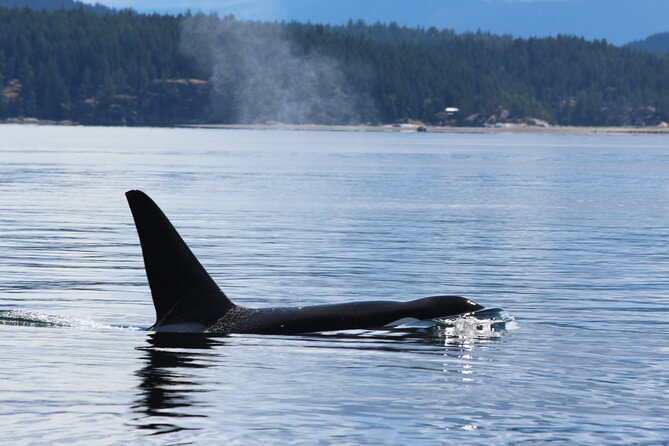 Campbell River: Bute Inlet Grizzly-Watching Tour & Boat Ride - What to pack for a nine-hour wildlife day
