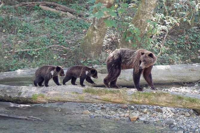 Campbell River: Bute Inlet Grizzly-Watching Tour & Boat Ride - Should you book the Campbell River grizzly tour?