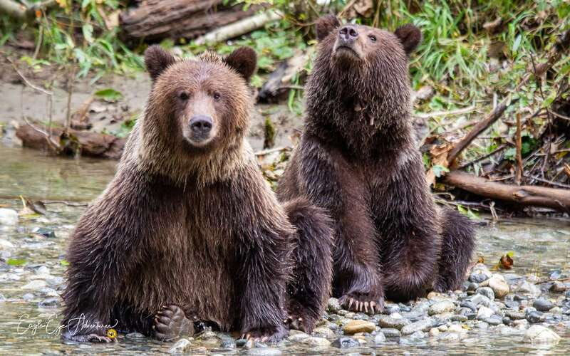 Campbell River: Full-Day Grizzly Bear Tour With Lunch - Four Viewing Platforms Above the Salmon River