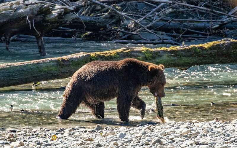 Campbell River: Full-Day Grizzly Bear Tour With Lunch - Lunch, Drinks, and the Midday Break