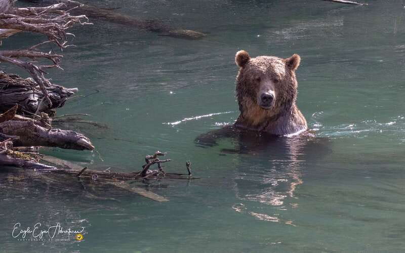 Campbell River: Full-Day Grizzly Bear Tour With Lunch - The Return Boat Ride and Extra Wildlife