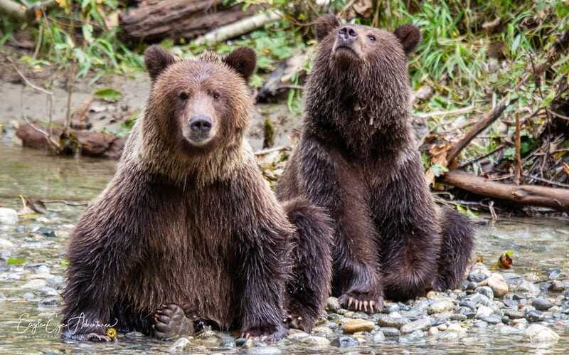 Campbell River: Full-Day Grizzly Bear Tour With Lunch - Is the $562 Price Worth It?