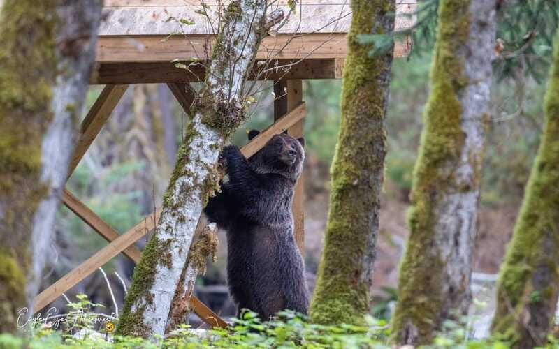 Campbell River: Full-Day Grizzly Bear Tour With Lunch - Weather, Comfort, and What to Pack