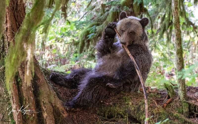 Campbell River: Full-Day Grizzly Bear Tour With Lunch - Booking and Cancellation Details
