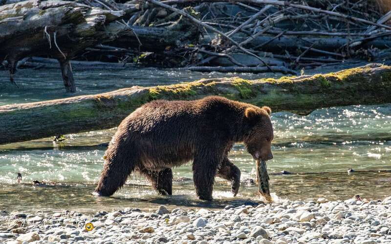 Campbell River: Full-Day Grizzly Bear Tour With Lunch - Meeting the Klahoose Guides at the Head of the Inlet