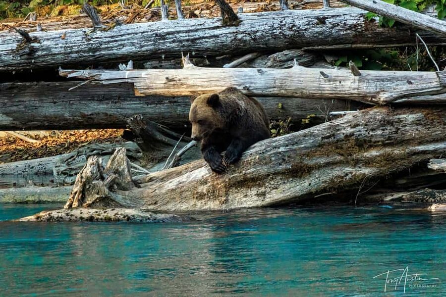 Campbell River: Grizzly Bear Expedition with Lunch - Orford Bay and the salmon-fed grizzlies