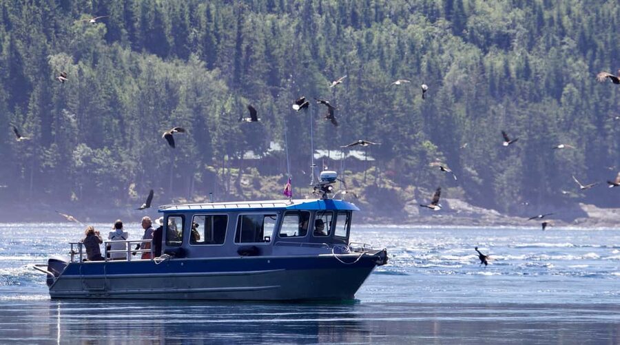 Campbell River: Grizzly Bear Expedition with Lunch - The return crossing and the final wildlife search