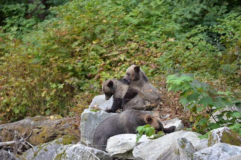 Campbell River: Grizzly Bear-Watching Tour with Lunch - Should you book it?