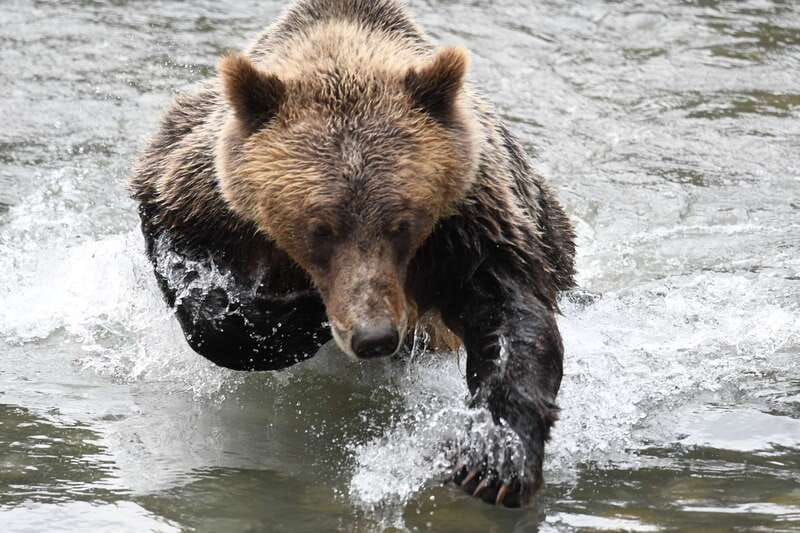 Campbell River: Grizzly Bear-Watching Tour with Lunch - Lunch with a view at Orford Bay