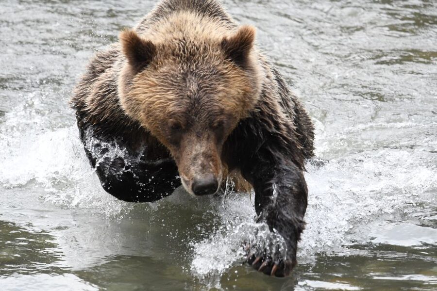 Campbell River: Grizzly Bear-Watching Tour with Lunch - How the $460 price measures up
