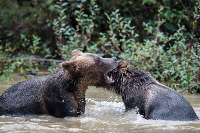 Campbell River: Grizzly Bear-Watching Tour with Lunch - What the strongest outings can look like