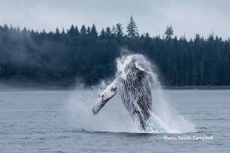 Campbell River: Grizzly Bear-Watching Tour with Lunch - Who should book this Campbell River tour?