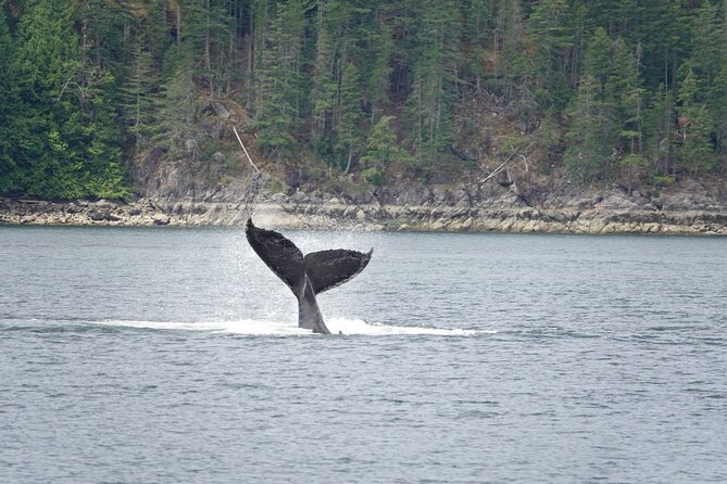 Campbell River: Kayaking and Whale Watching Tour - Why this nine-hour combination works