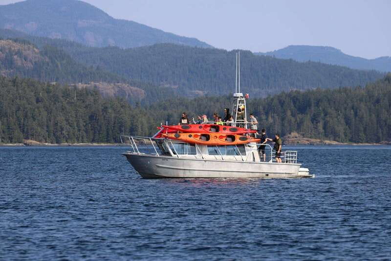 Campbell River: Kayaking and Whale Watching Tour - The whale-watching half aboard Wild 1