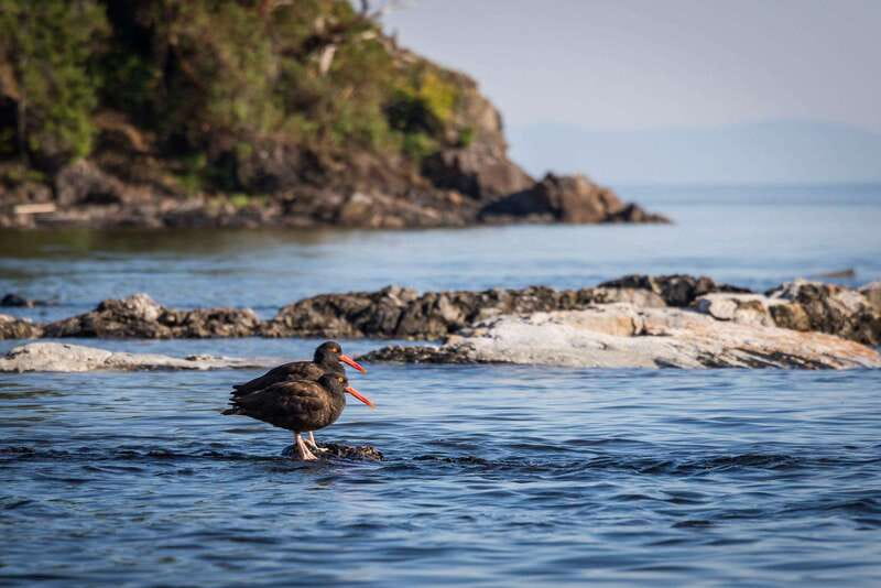 Campbell River: Kayaking and Whale Watching Tour - Wildlife sightings and what to expect