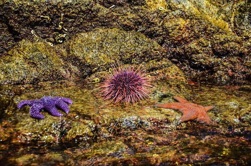 Campbell River: Kayaking and Whale Watching Tour - Who will enjoy this best?