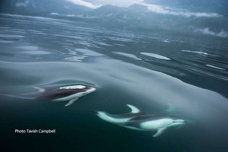 Campbell River: Salish Sea Whale Watching Adventure - Key points to know before you go