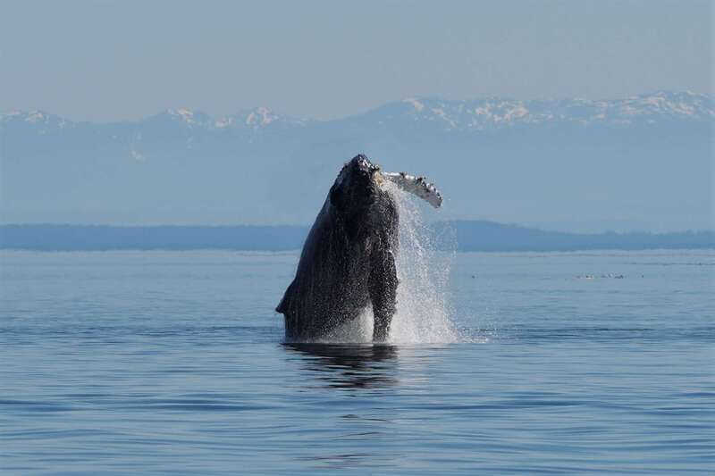 Campbell River: Salish Sea Whale Watching Adventure - Humpbacks, orcas, and the value of patience
