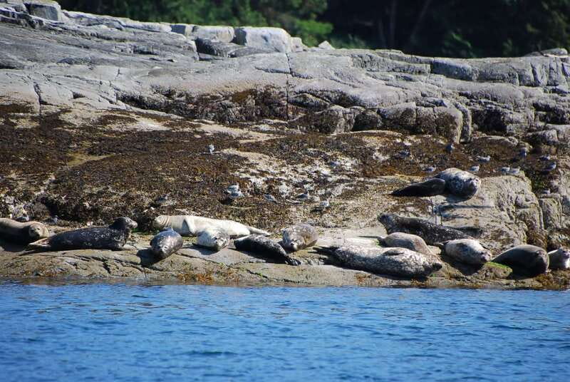 Campbell River: Salish Sea Whale Watching Adventure - How the experience measures up