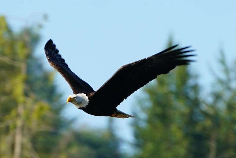 Campbell River: Salish Sea Whale Watching Adventure - Who will get the most from this cruise