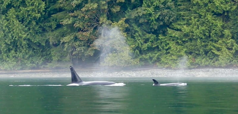 Campbell River: Salish Sea Whale Watching Adventure - Searching the Discovery Island waterways