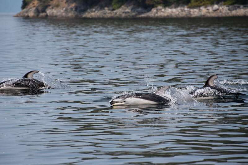 Campbell River: Whale Watching and Wildlife Viewing Day Tour - Why eight hours makes a difference