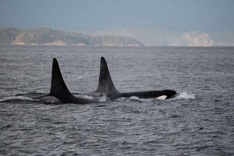 Campbell River: Whale Watching and Wildlife Viewing Day Tour - The waterways around Campbell River