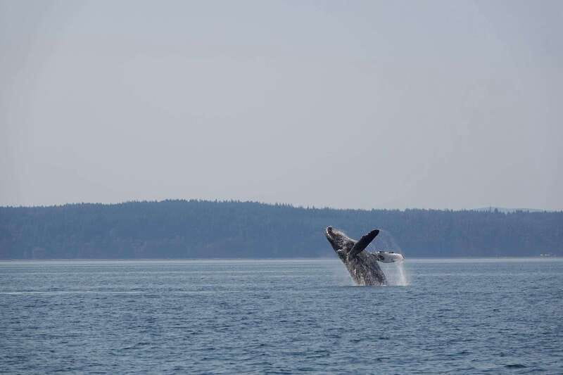 Campbell River: Whale Watching and Wildlife Viewing Day Tour - Wildlife watching, from orcas to eagles