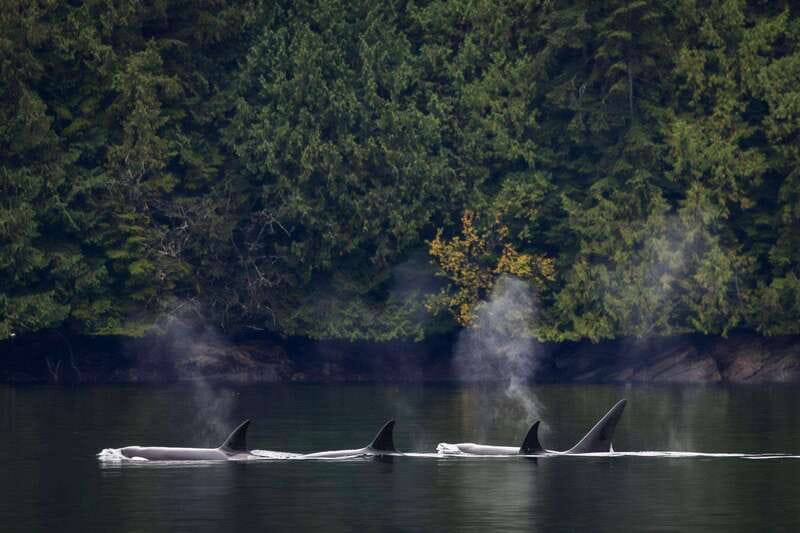 Campbell River: Whale Watching and Wildlife Viewing Day Tour - Dressing for the west coast water