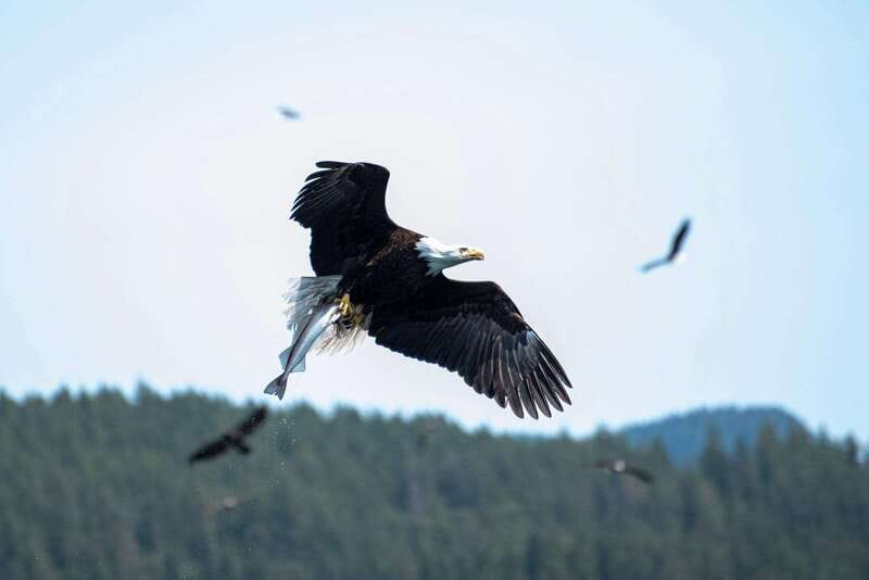 Campbell River: Whale Watching and Wildlife Viewing Day Tour - Who will enjoy this full-day outing