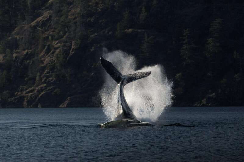 Campbell River: Whale Watching and Wildlife Viewing Day Tour - Choosing between the covered boat and the Zodiac