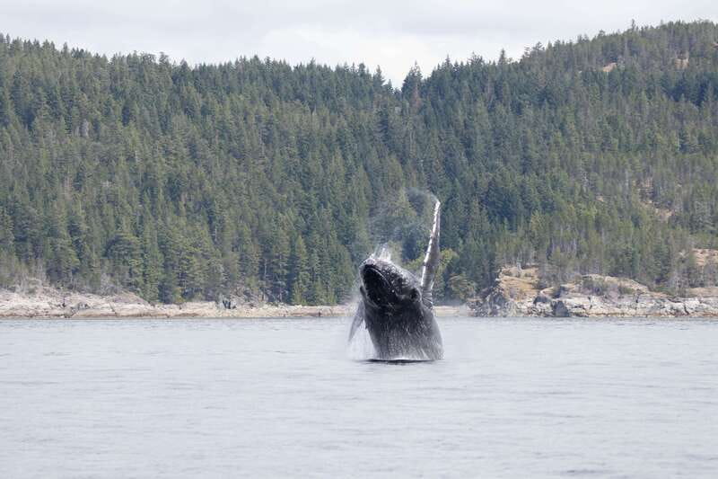 Campbell River: Whale Watching Cruise with Lunch - Watching humpbacks, orcas, and dolphins in their own habitat
