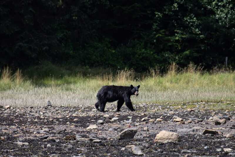 Campbell River: Whale Watching Cruise with Lunch - What the captain adds to the day