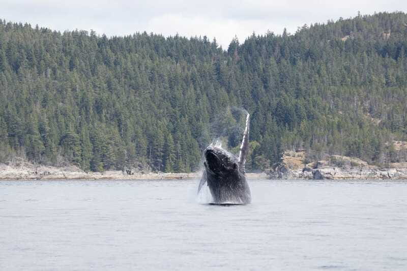 Campbell River: Whale Watching Cruise with Lunch - Is $230 fair for this Campbell River trip?