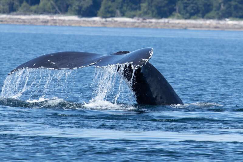 Campbell River: Whale Watching Cruise with Lunch - Why six hours changes the whale-watching experience