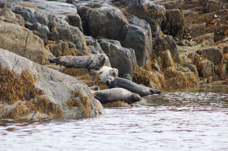 Campbell River: Whale & Wildlife Discovery Cruise - Key points at a glance