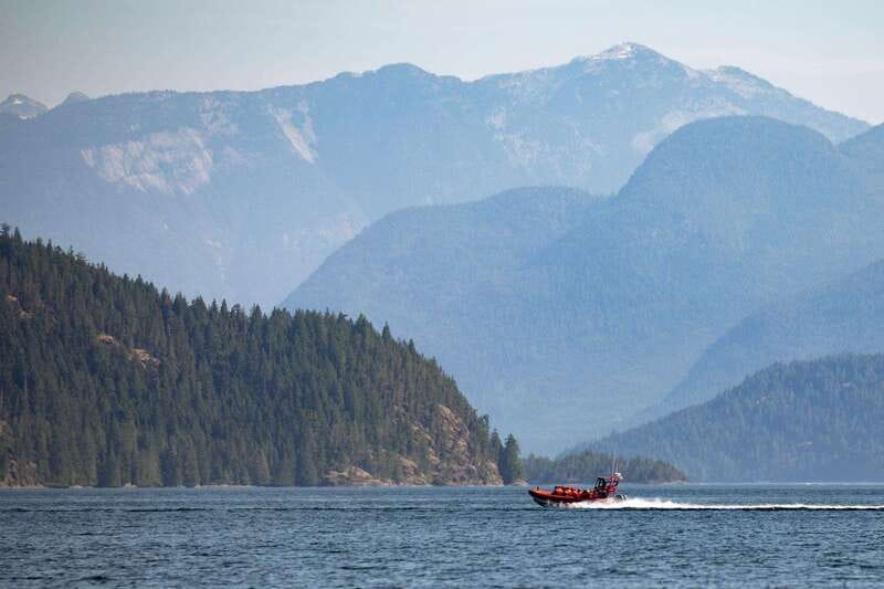 Campbell River: Whale & Wildlife Discovery Cruise - Guides, hydrophones, and responsible viewing