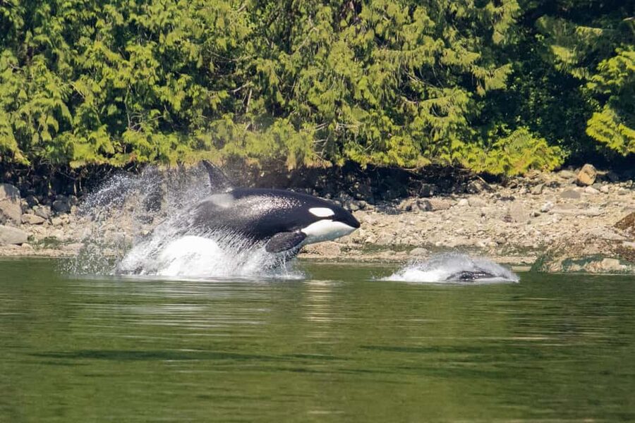 Campbell River: Whales and Wildlife Boat Tour with Snacks - Key points to know before you book